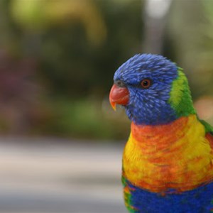 Resident Rainbow Lorikeet