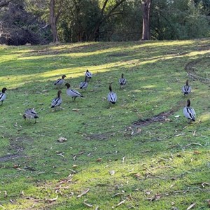 Ducks