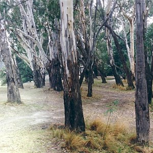 barmah