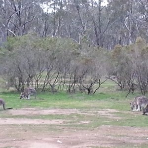  Waanyarra camp site