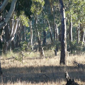 Wartook State Forest