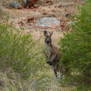 Gawler Ranges NP