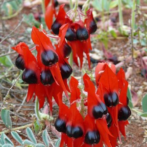 Sturt Pea 