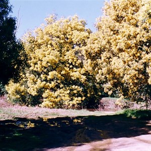 tarrawarra landing