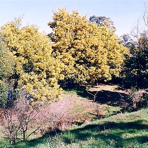 tarrawarra landing