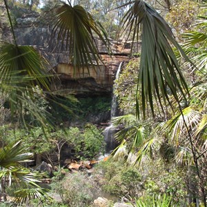 Palms framing falls