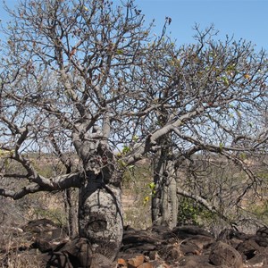 Bottle trees on the basalt