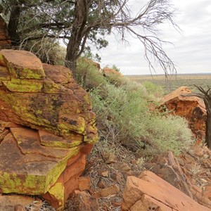 Yellow lichen