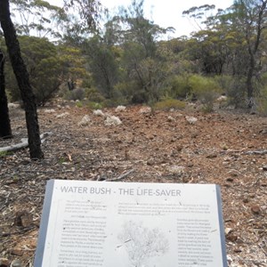 Norseman's Woodlands walk trail