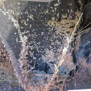 Spinifex seeds in radiator