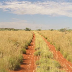 Healthiest spinifex in WA