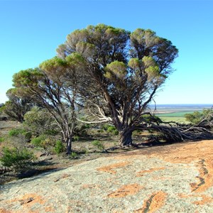 Mount Wudinna