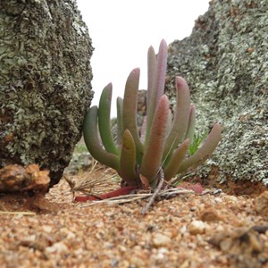 Succulent and lichen on rocks