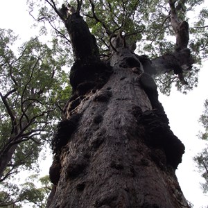 top of tree above the hollow