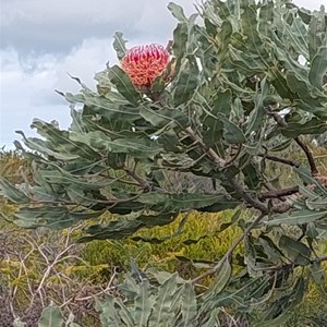 Nilgen Lookout