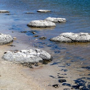 Stromatolites.