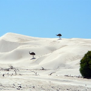 Emus enjoying the views.