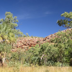 Palms amid the eucalypts