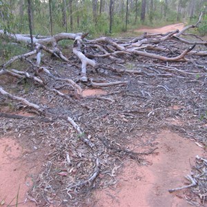 Expect downed trees