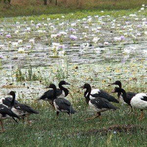 waterbirds are abundant on the lagoon
