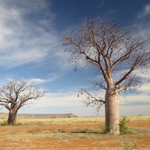 Roadside boabs