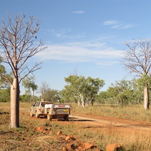 Boab photo stop