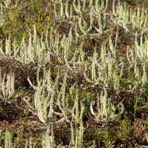 Drosera at Ngarra Ngarra Swamp