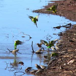 plenty of birds came in to drink