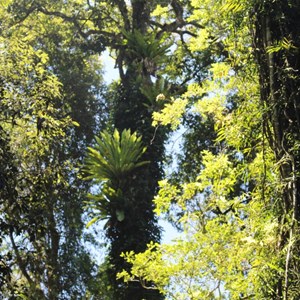 Nature has spared no effort to decorate the trees