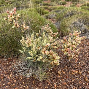 Castle Hill Rest Area