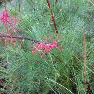 Flourishing grevillea