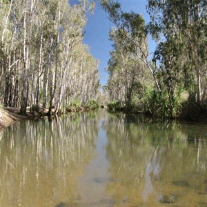 Paperbark reflections