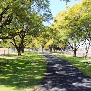 The Jacaranda lined driveway