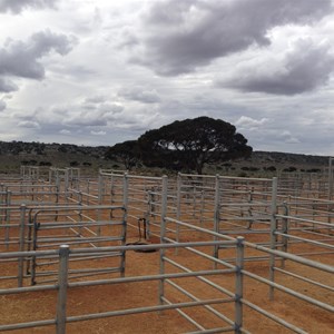 Mundrabilla Stn Livestock Yards