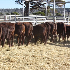 Mundrabilla Livestock transit yards