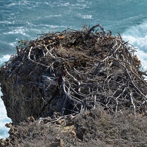 Dog Fence Beach Cliffs 