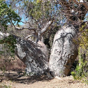 Mermaid Tree - Careening Bay