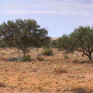 Mount Gasson Wattle Project