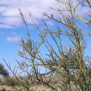 Mount Gasson Wattle Project