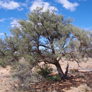 Mount Gasson Wattle Project