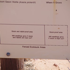 Mount Gasson Wattle Project