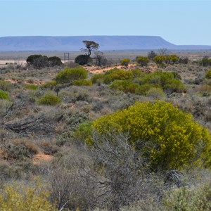 The Australian Arid Lands Botanic Gardens