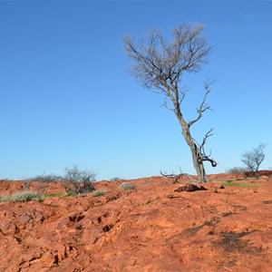 Tomato Rocks