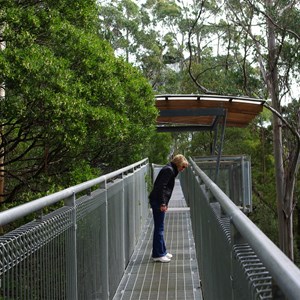 Otway Fly Treetop Adventures