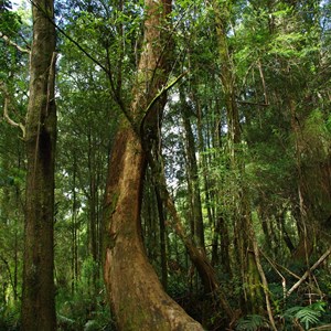 Otway Fly Treetop Adventures