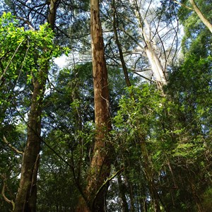 Otway Fly Treetop Adventures