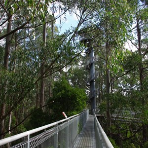 Otway Fly Treetop Adventures