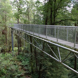 Otway Fly Treetop Adventures