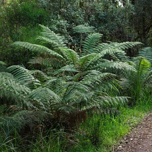 Otway Fly Treetop Adventures