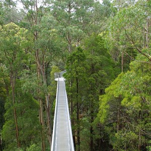 Otway Fly Treetop Adventures